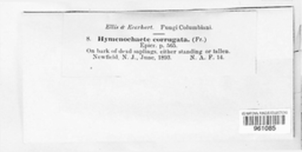Hydnoporia corrugata image